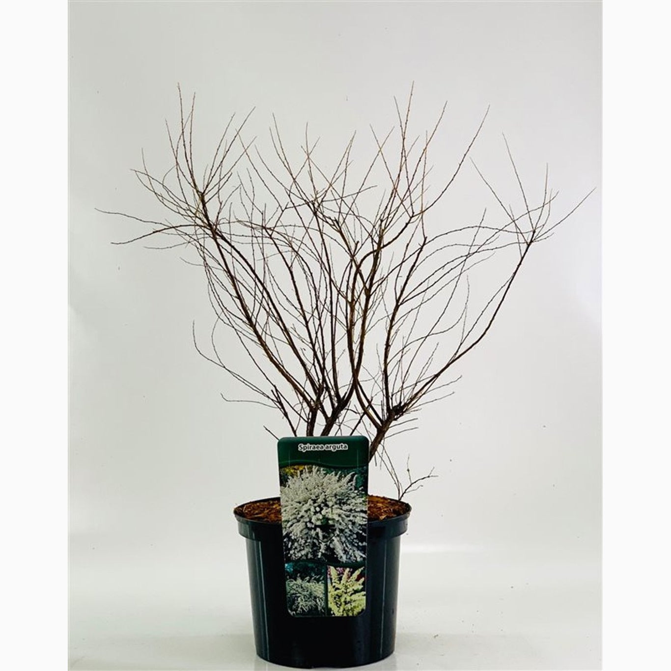 Brudspirea – Spiraea arguta - C5 60/+ CM