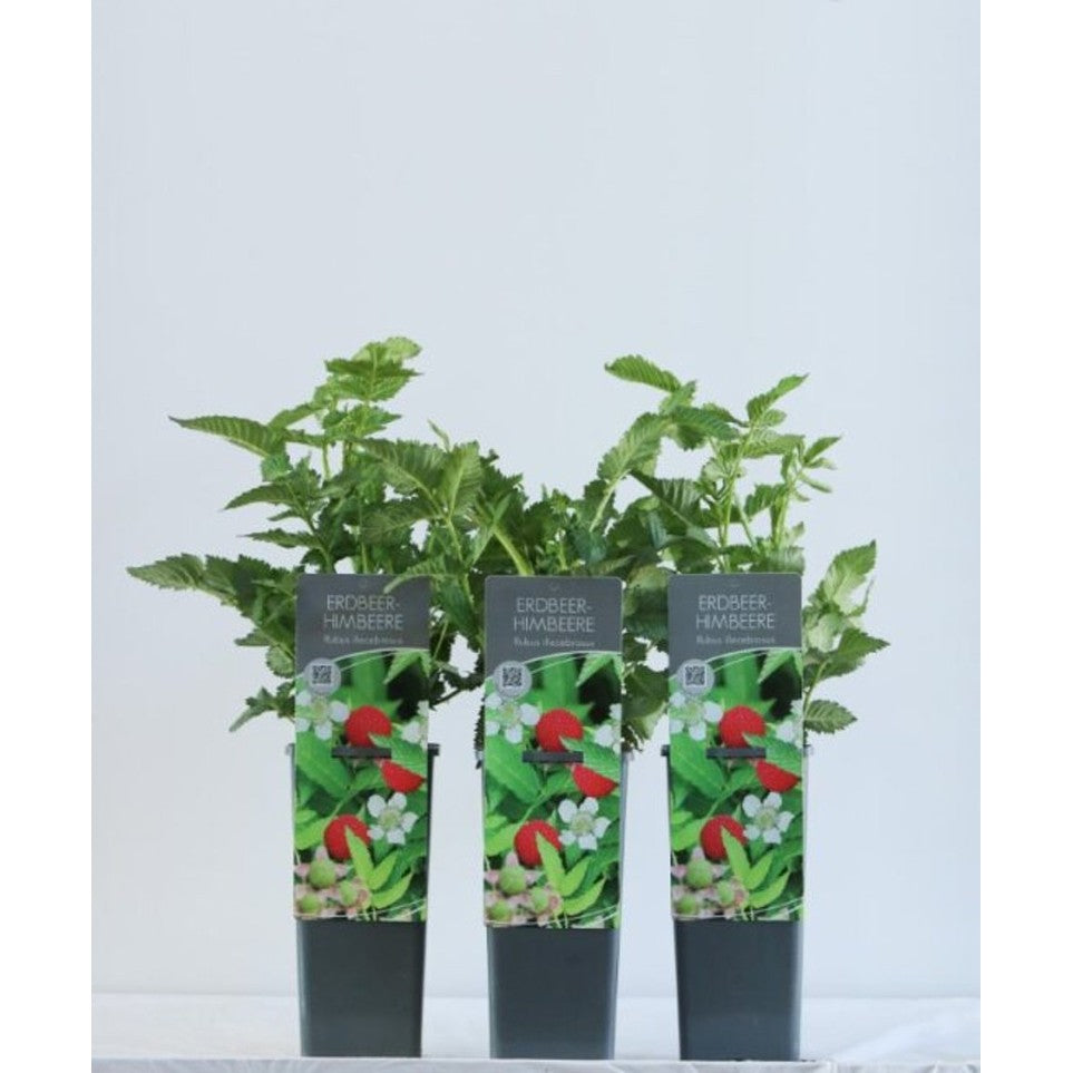 Jordgubbshallon – Rubus illecebrosus - C2 30-40 CM