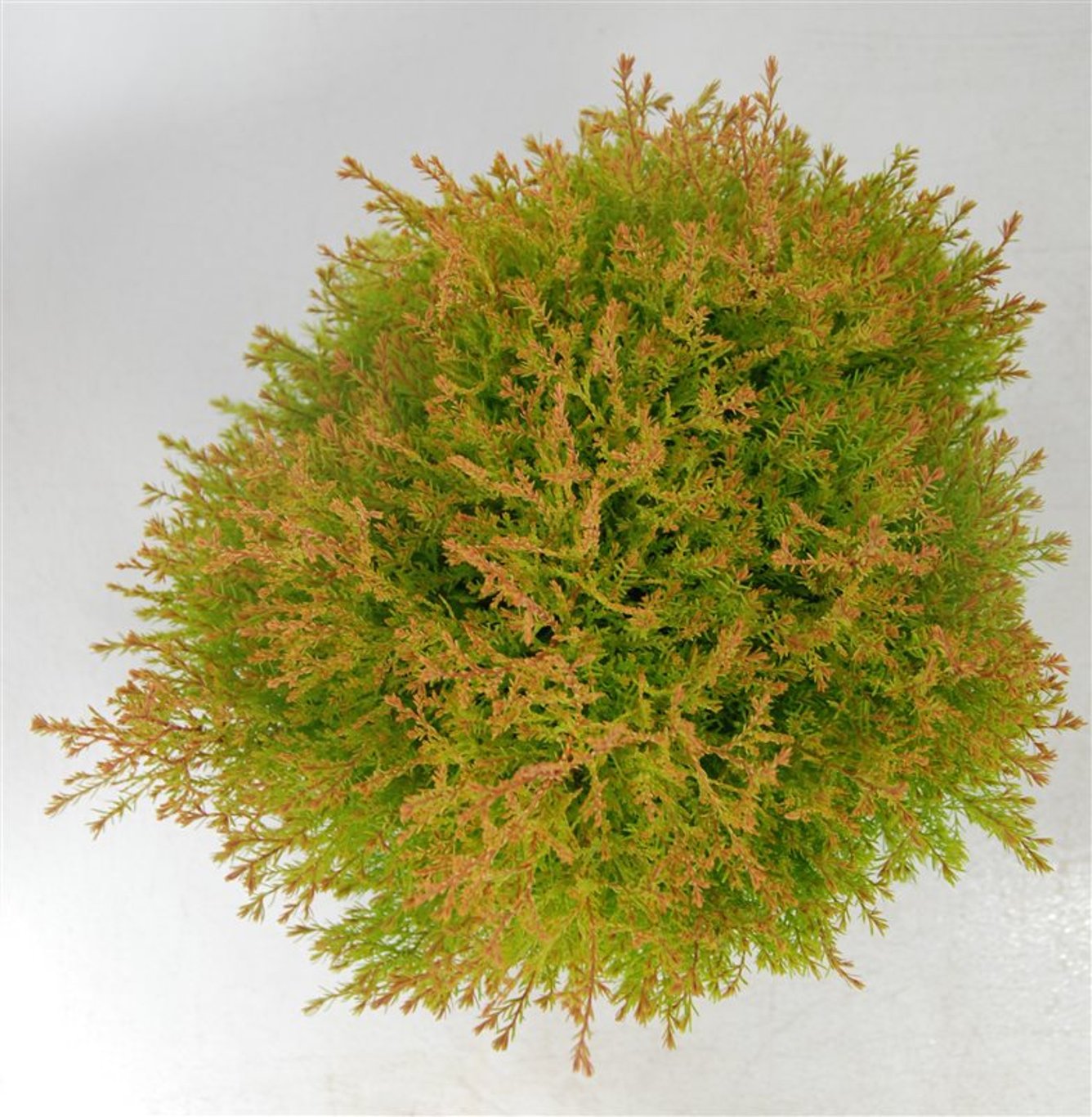 Thuja – Thuja occidentalis &