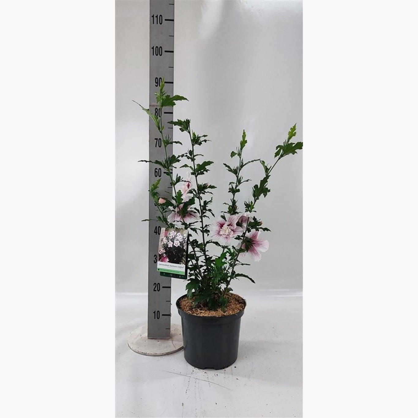 Hibiskus – Hibiscus syriacus 'Starburst Chiffon' - C5 60/+ CM