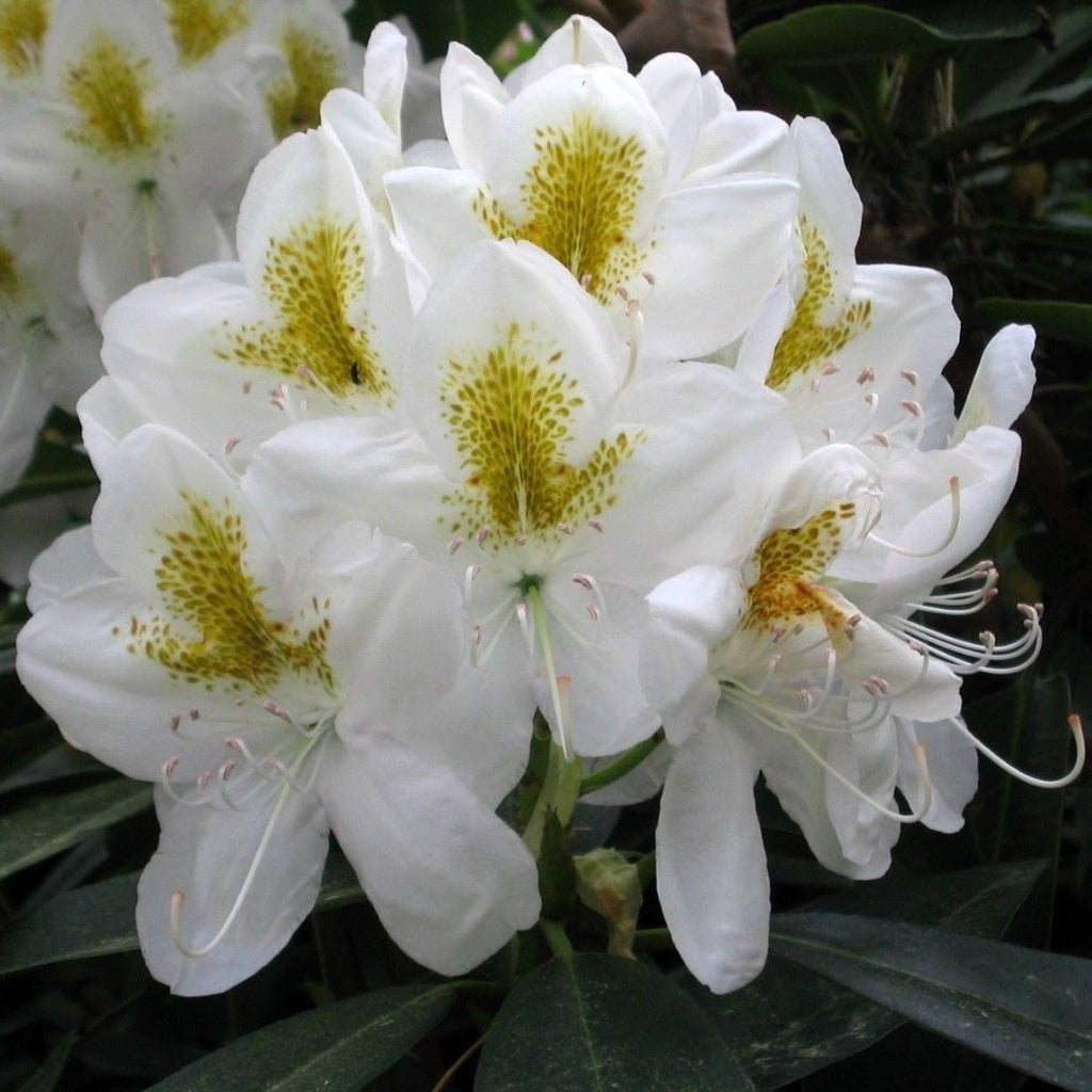 Rhododendron – Rhododendron 'Catawbiense Album' - C5 30-40 CM