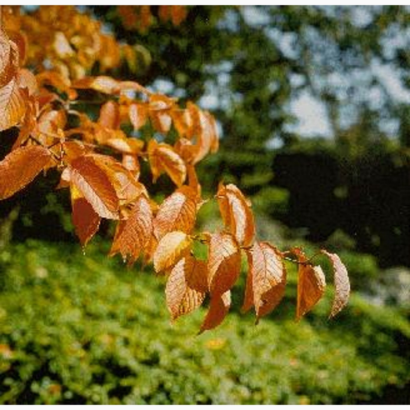 Sargentkörsbär – Prunus sargentii - C15 175-200 CM