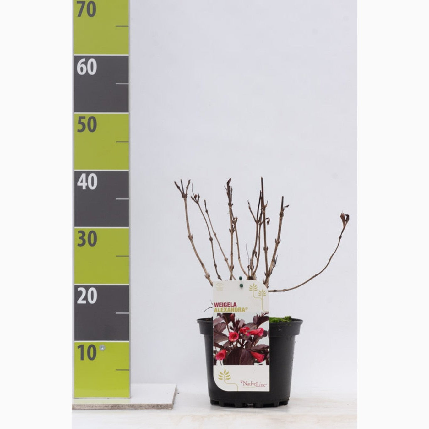 Praktweigela – Weigela florida 'Alexandra' - C3 30-40 CM