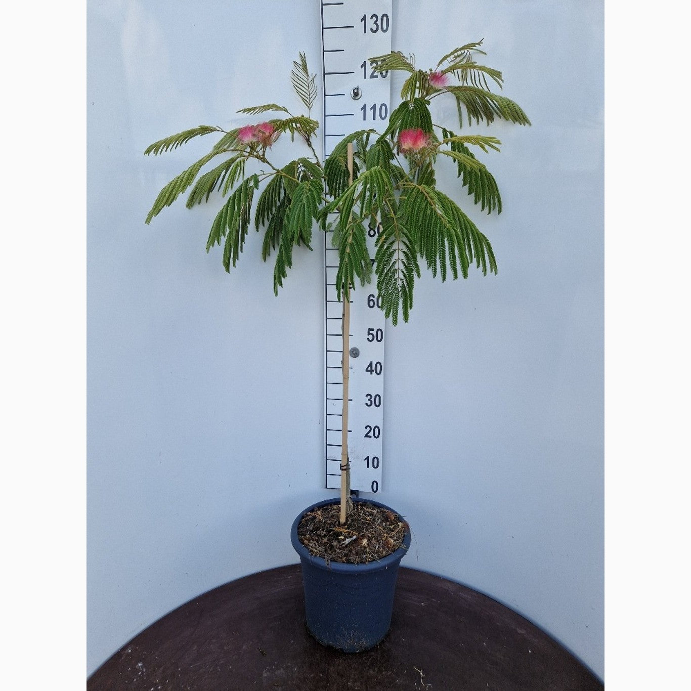 Silkesträd – Albizia julibr. 'Ombrella' - C20 100-125 CM
