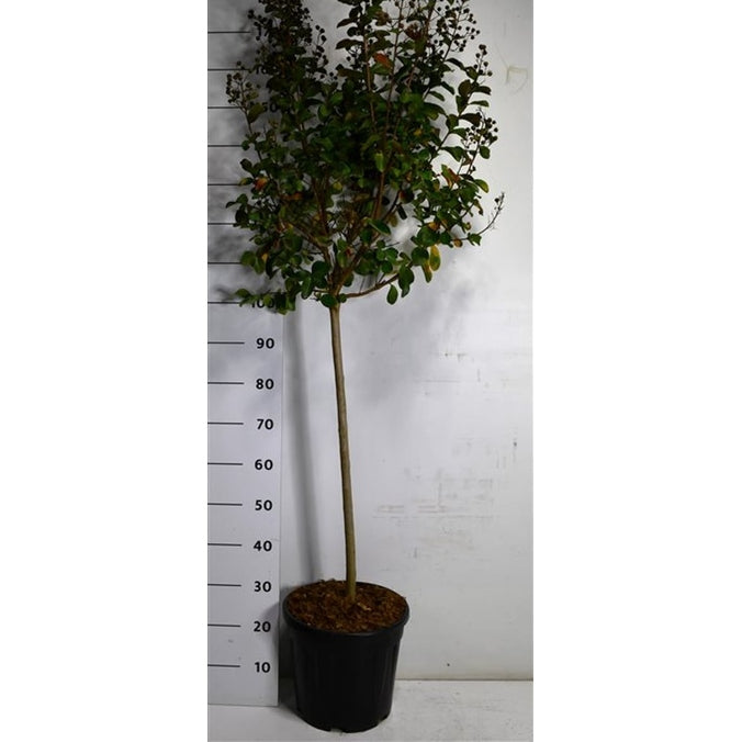 Kreppmyrten – Lagerstroemia indica 'Pink Velour' - C15 80 cm. Stam