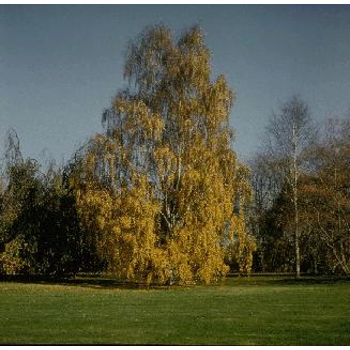 Hängbjörk – Betula pendula - 8/10 in Cont HO/ST