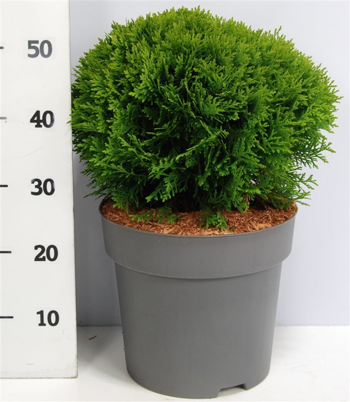 Thuja – Thuja occidentalis 'Danica' - C12 40-50 cm.