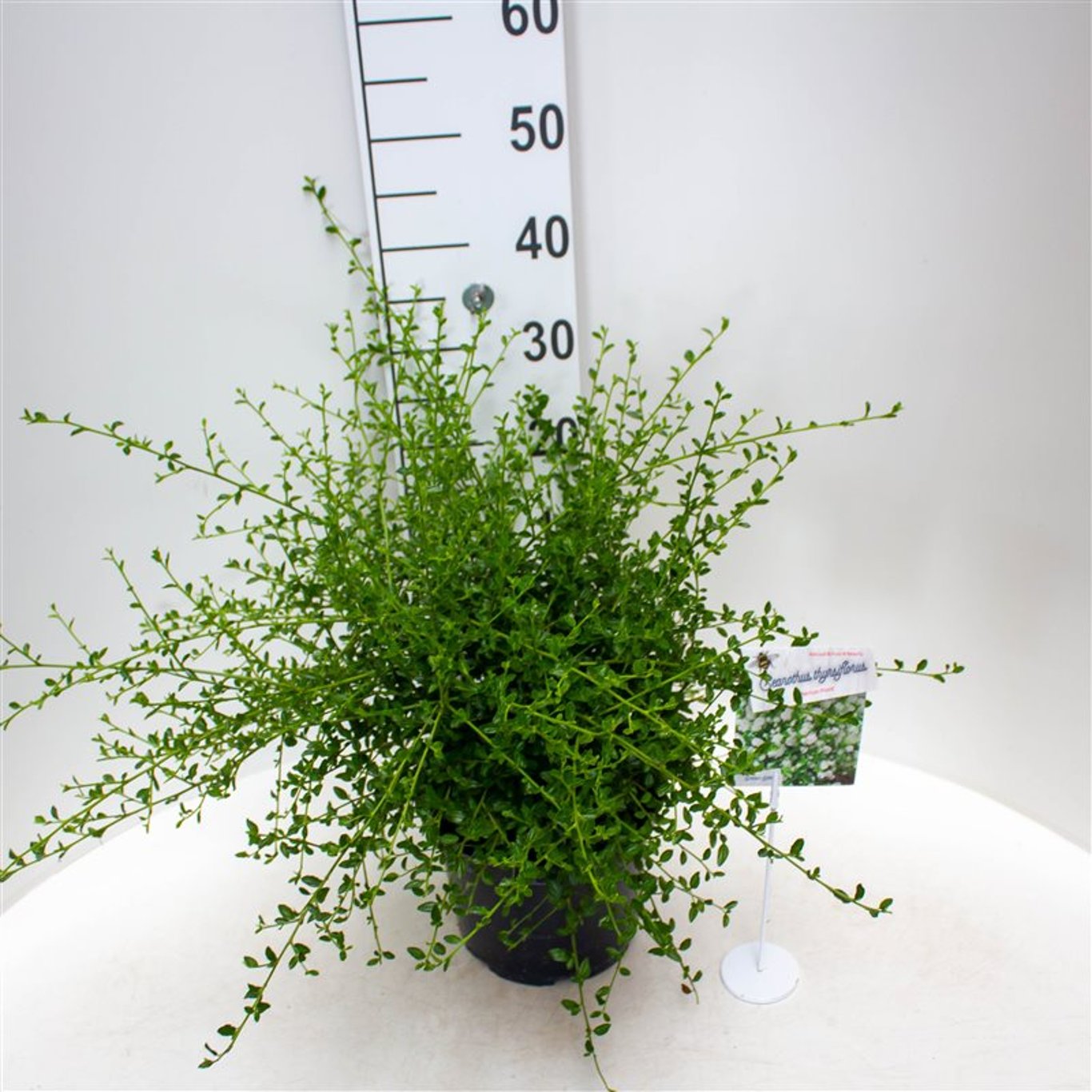 Blå Ceanothus – Ceanothus thyrsiflorus 'Millerton Point' - C5 30-40 CM