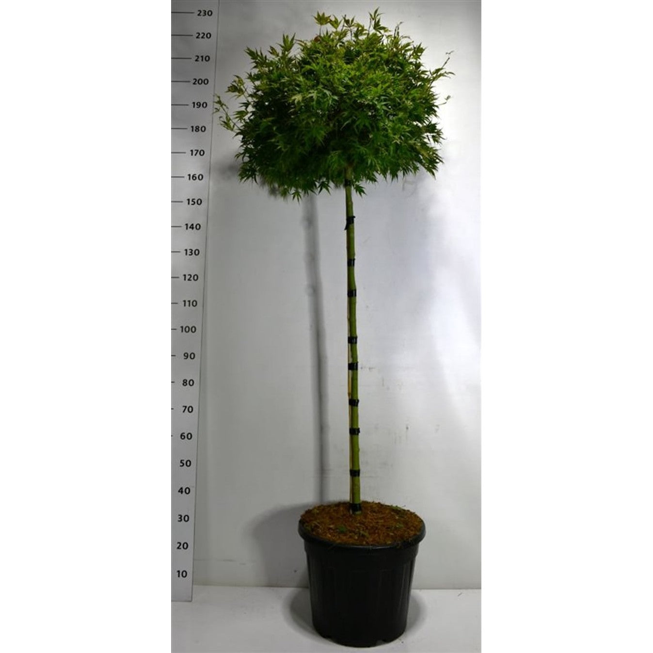 Japansk lönn – Acer pal. 'Shaina' - 120 CM Stem C30