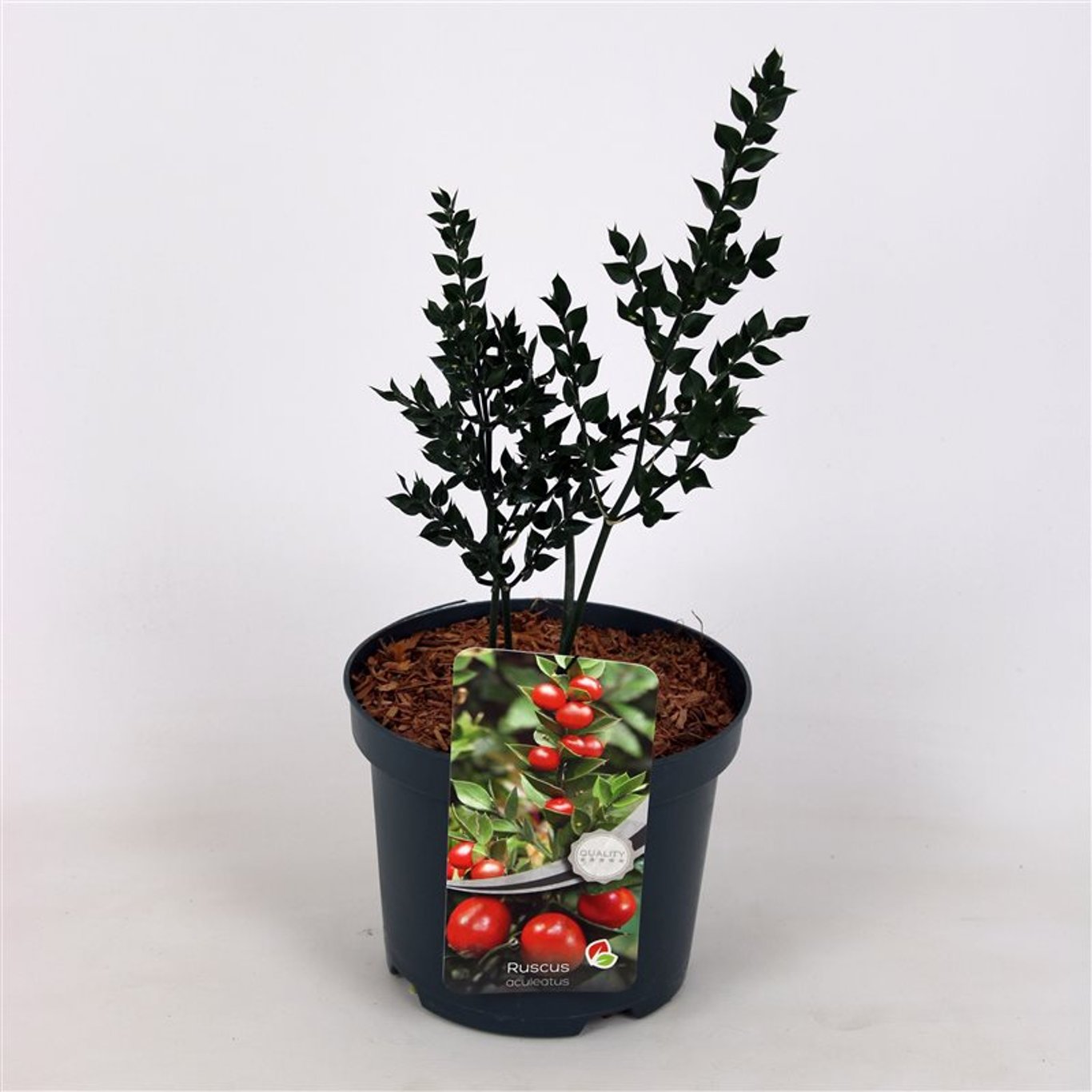 Slaktarranka – Ruscus aculeatus - C3