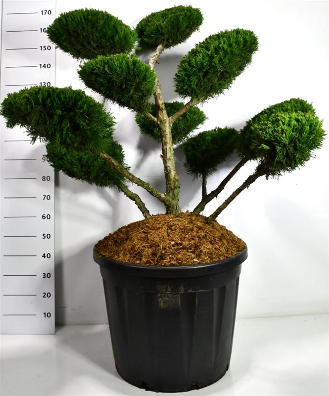 Pfitzer-en – Juniperus pfitzeriana &
