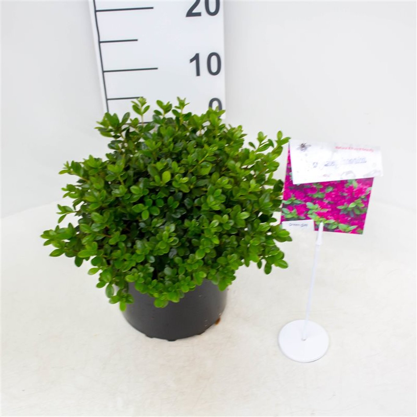 Rhododendron – Rhododendron (AJ); Geisha Purple - C4 25-30 CM