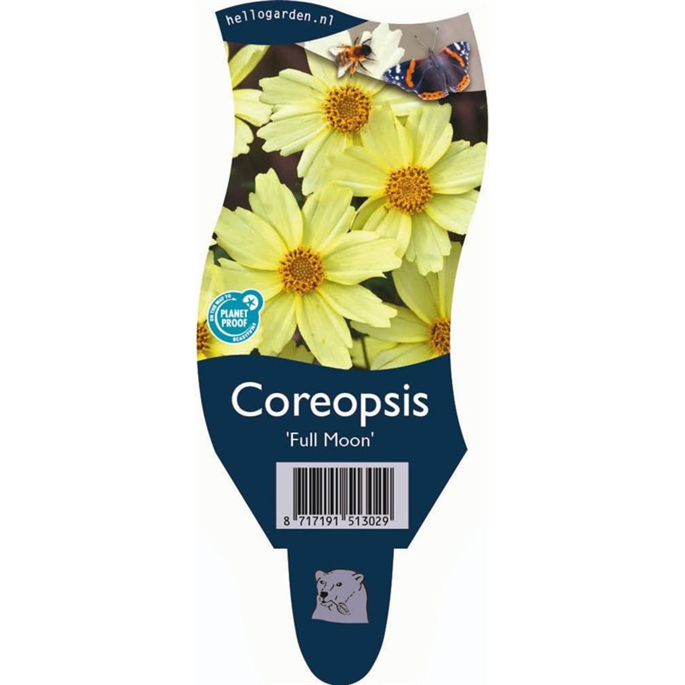 Flicköga – Coreopsis 'Full Moon' - P11