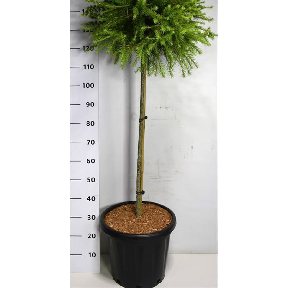 Europeisk lärk – Larix laricina 'Arethusa Bog' - C25 90 cm. Stam