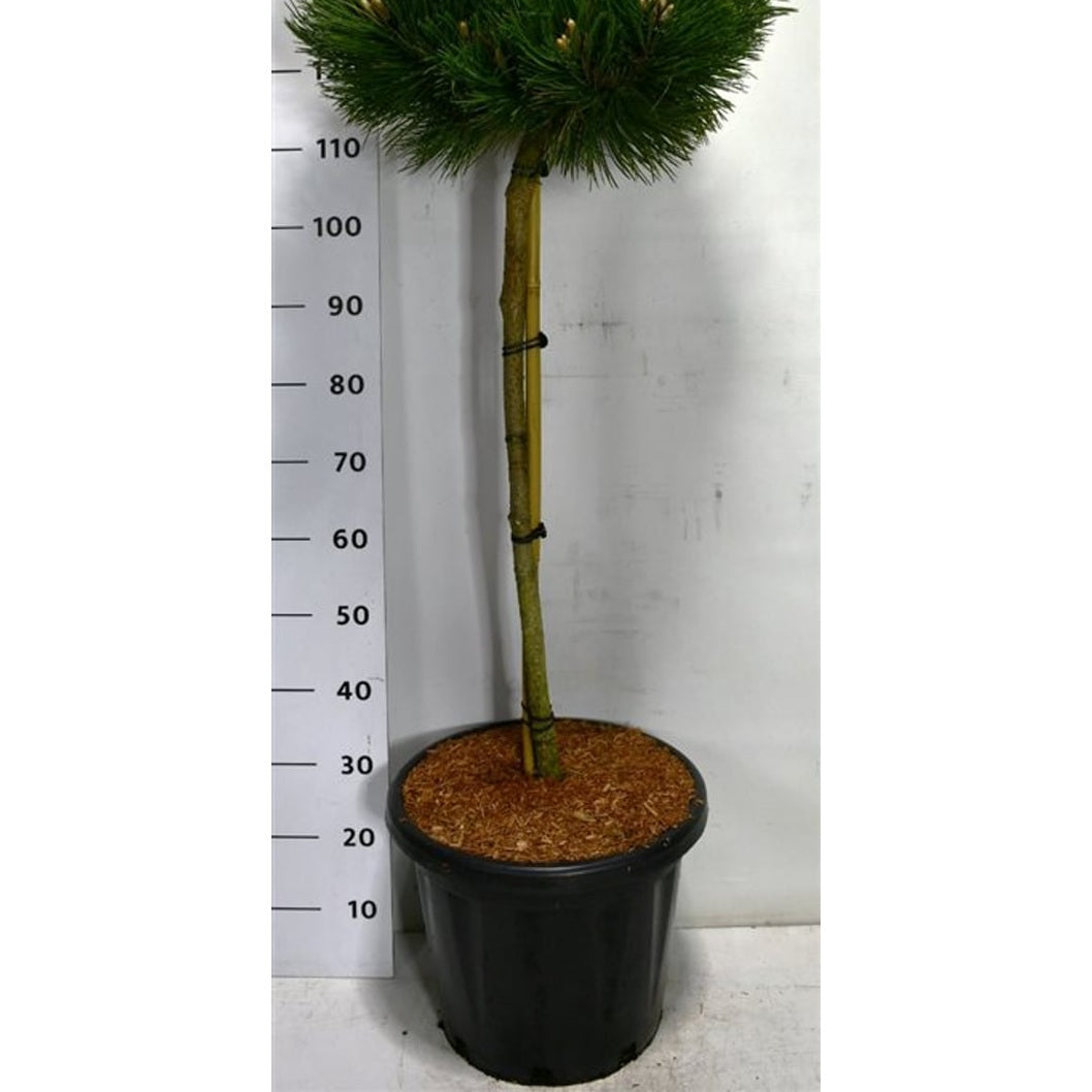 Svarttall – Pinus nigra 'Keightly Broom' - C25 80 cm. Stam