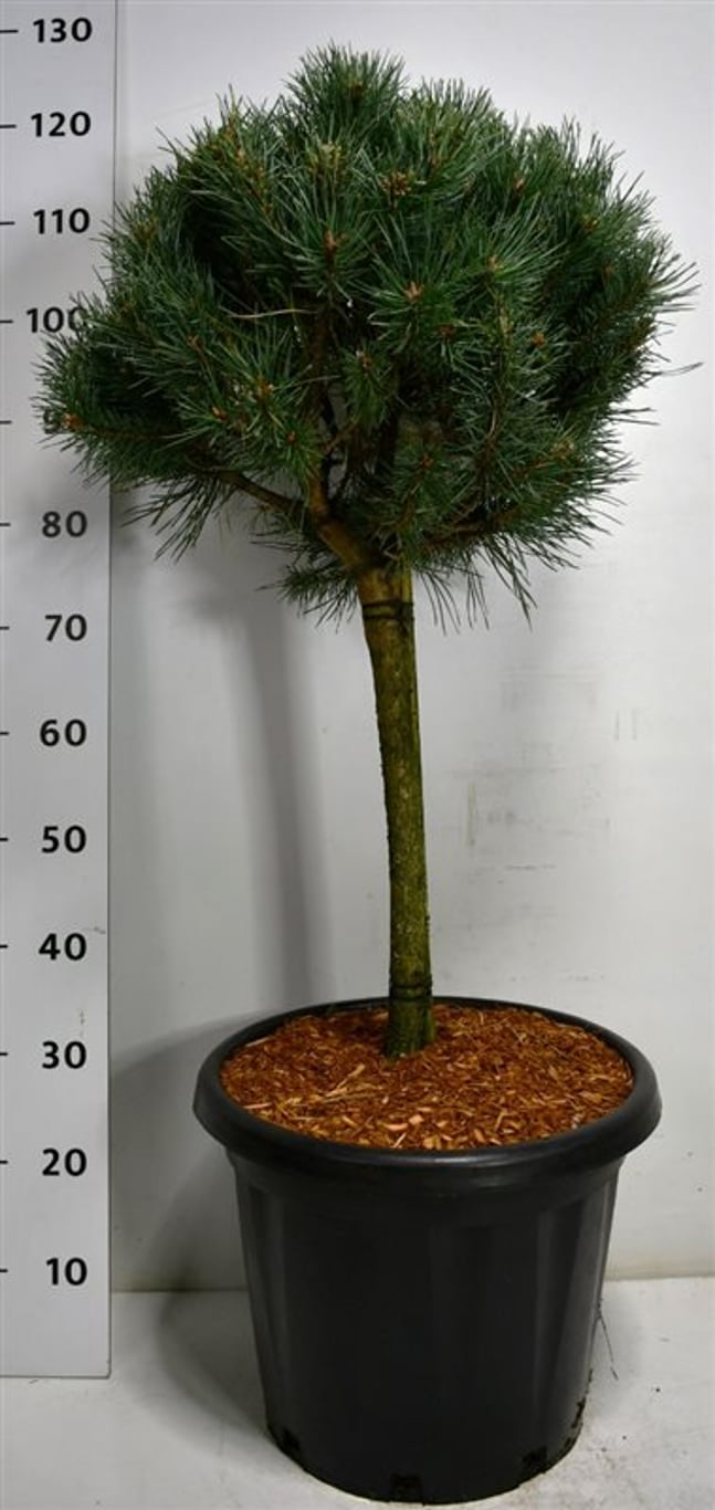 Tall – Pinus sylvestris 'Watereri' - C25 40 cm. Stam