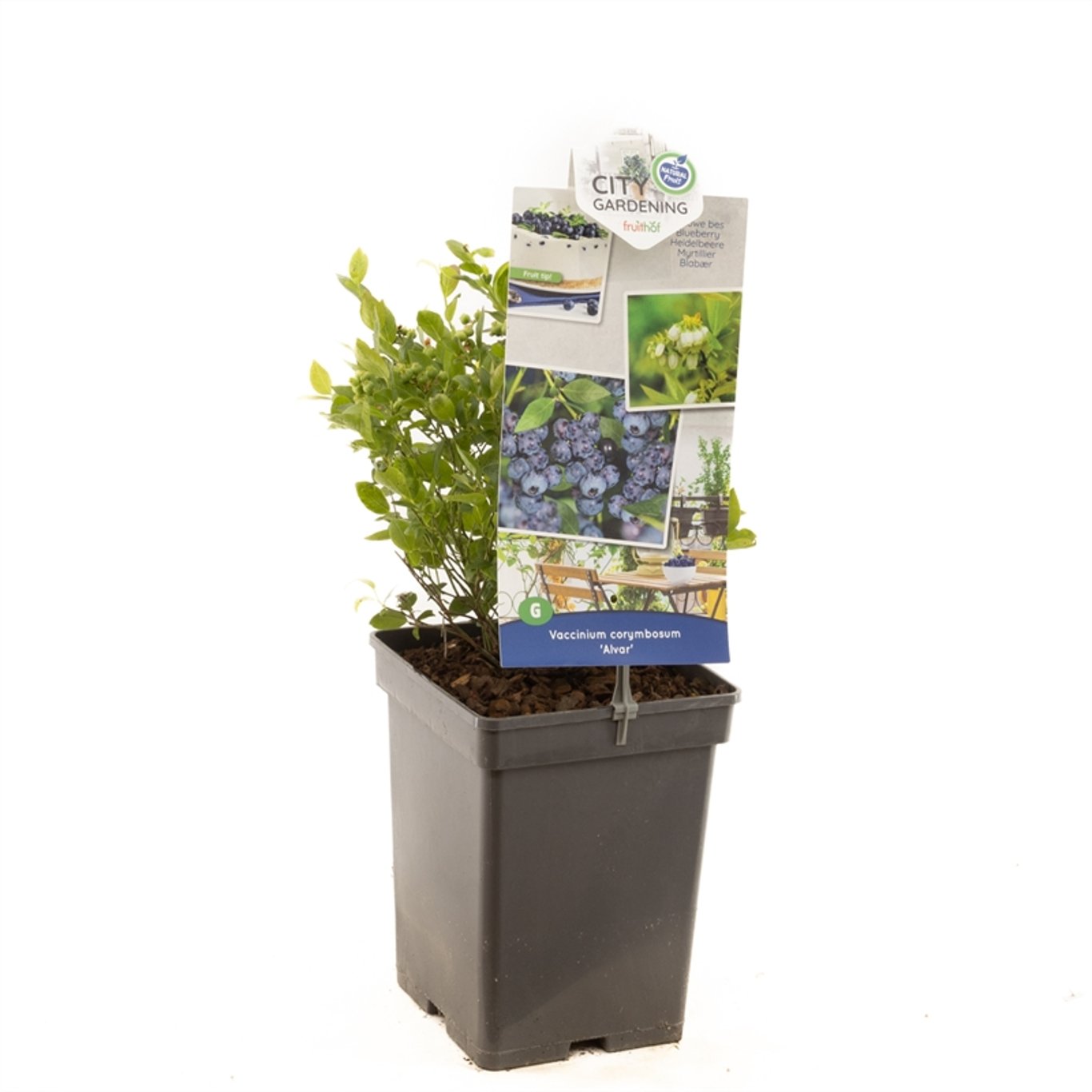 Trädgårdsblåbär – Vaccinium corymbosum 'Alvar' - C5 50-60 CM