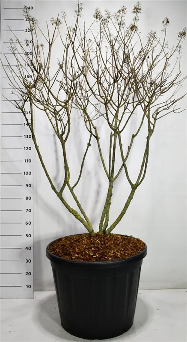 Syrenhortensia – Hydrangea paniculata &