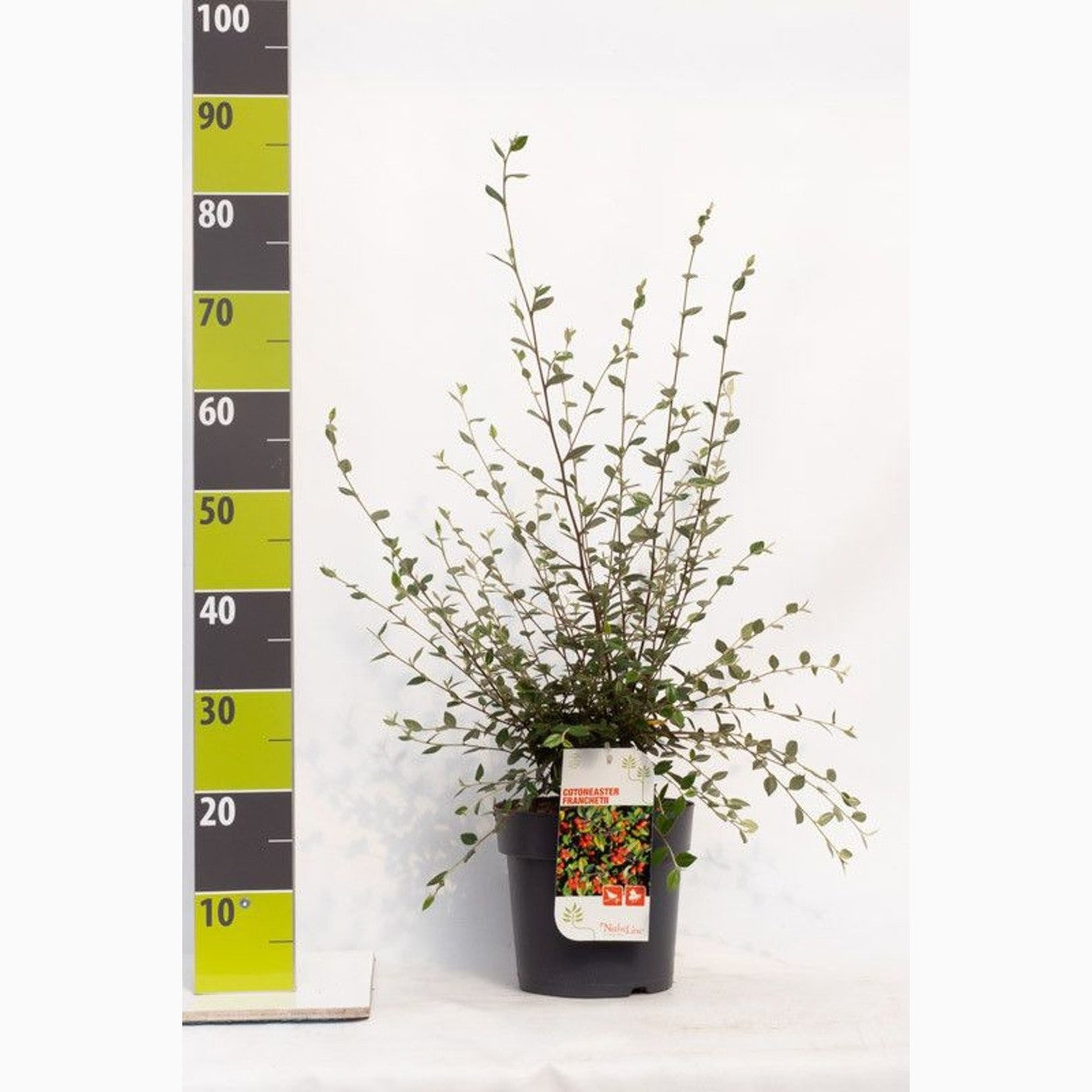 Krypoxbär – Cotoneaster franchetii - C4,6 50-60 CM