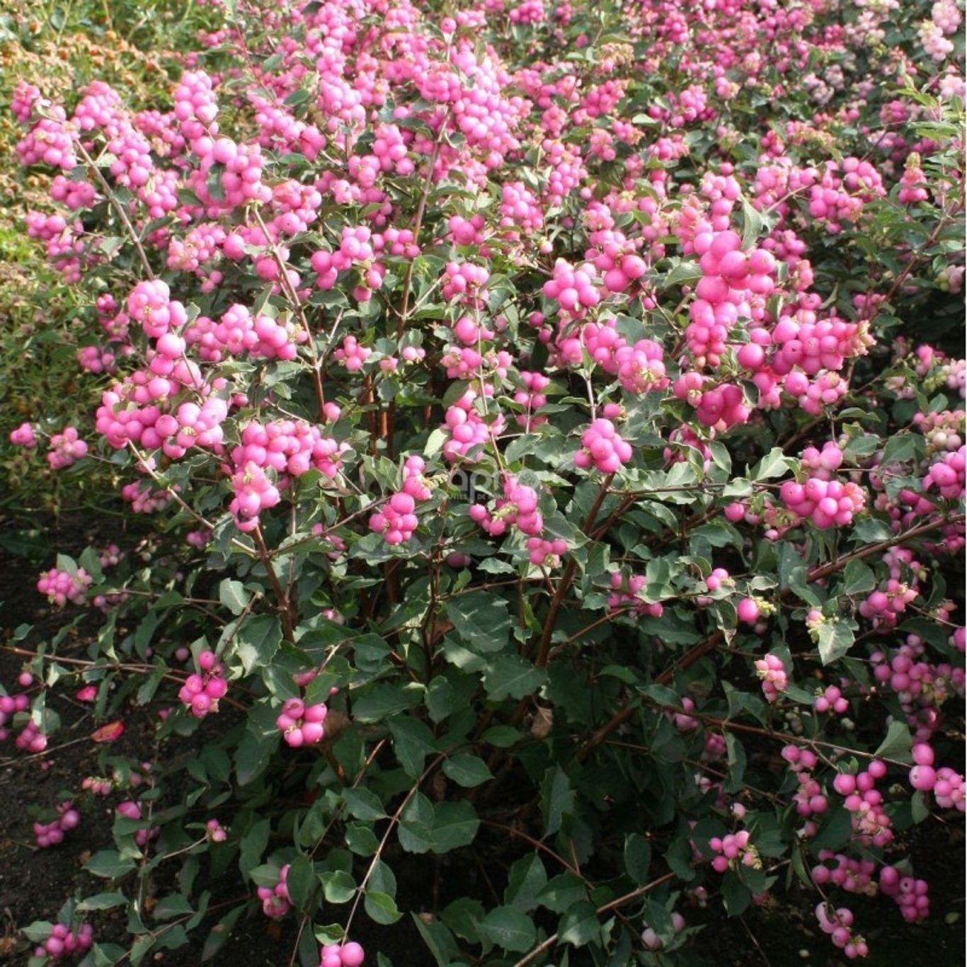 Snöbär – Symphoricarpos doorenbosii 'Magic Berry' - 50-80 CM bare root 0/2 3-5 branche