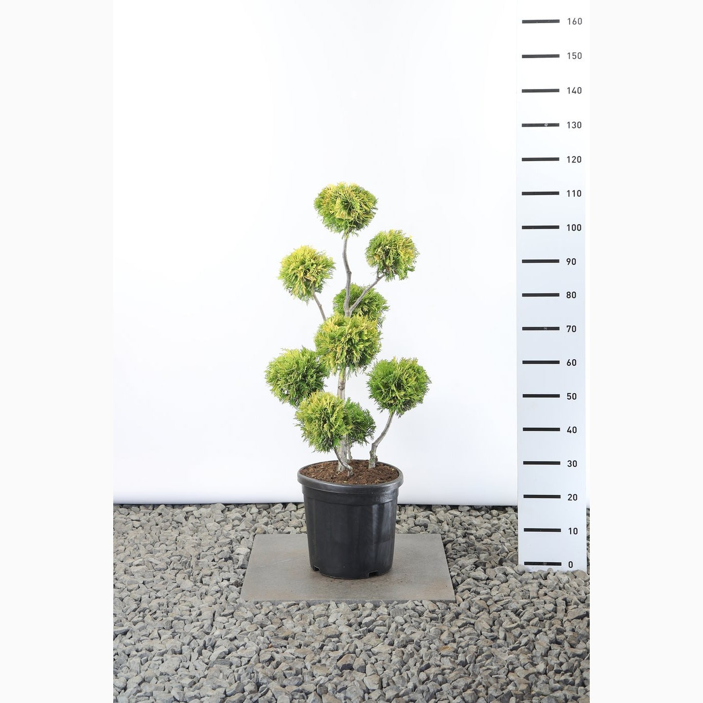 Thuja – Thuja occidentalis 'Yellow Ribbon' - 60-80 CM PonPon EXTRA in Cont.
