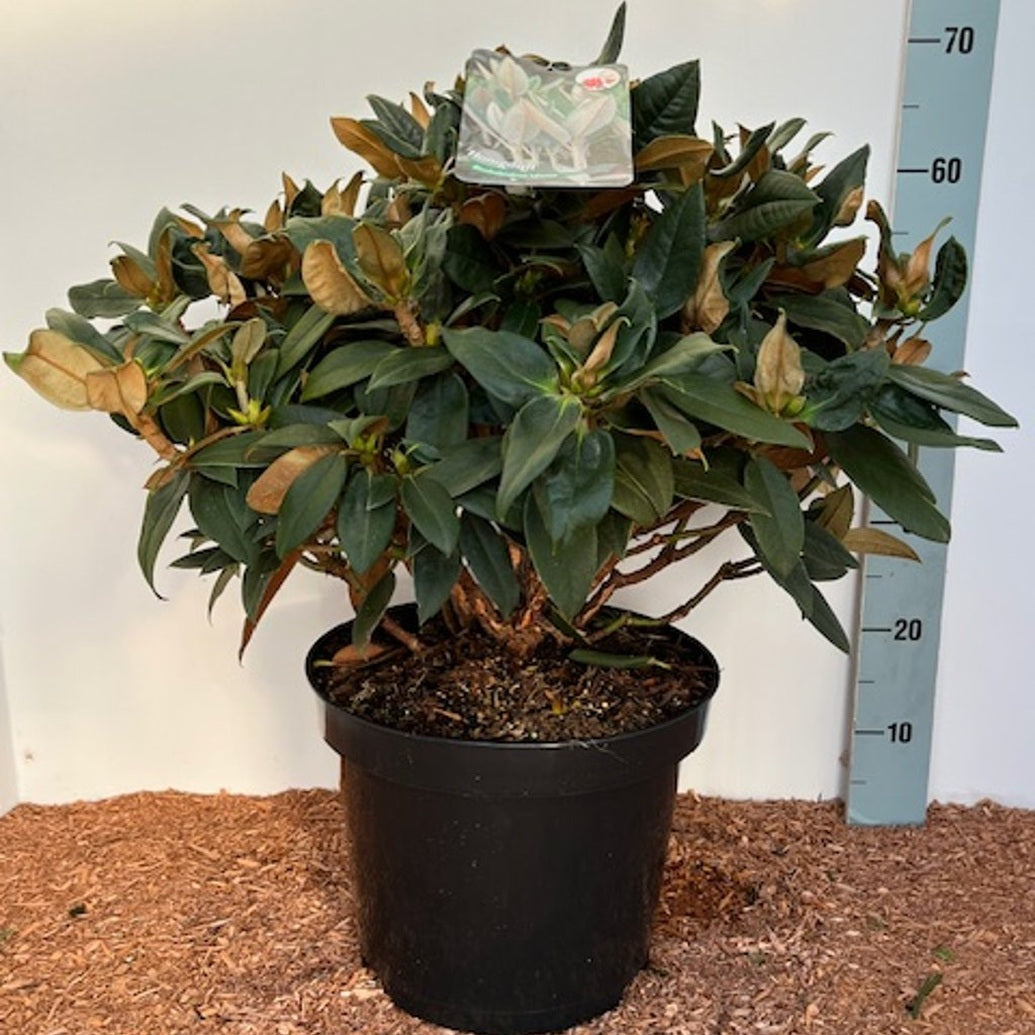Rhododendron – Rhododendron taliense 'Honigduft' - C12 50-60 CM