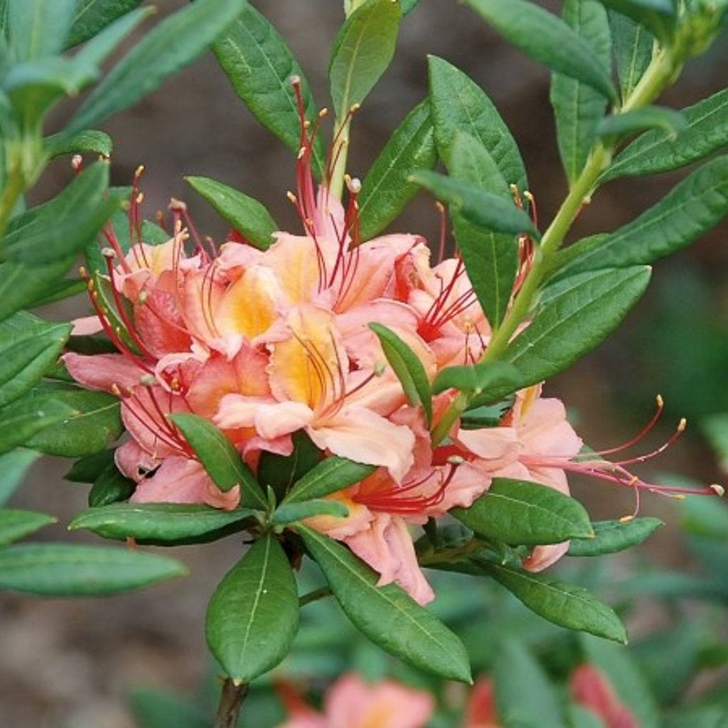 Rhododendron – Rhododendron (AV); 'Framingham' - C5 40-50 CM