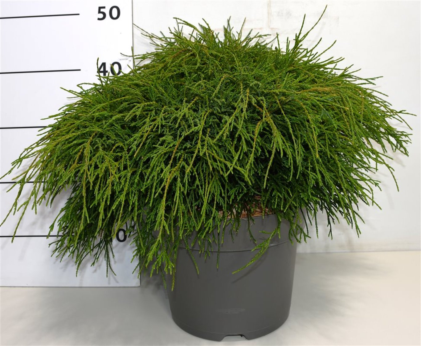 Ädelcypress – Chamaecyparis pisifera &