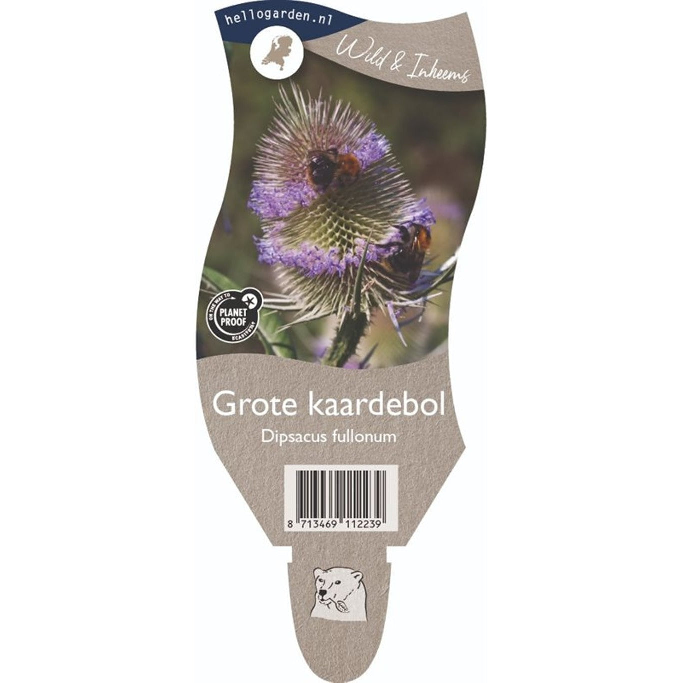 Väddklint – Dipsacus fullonum - P11