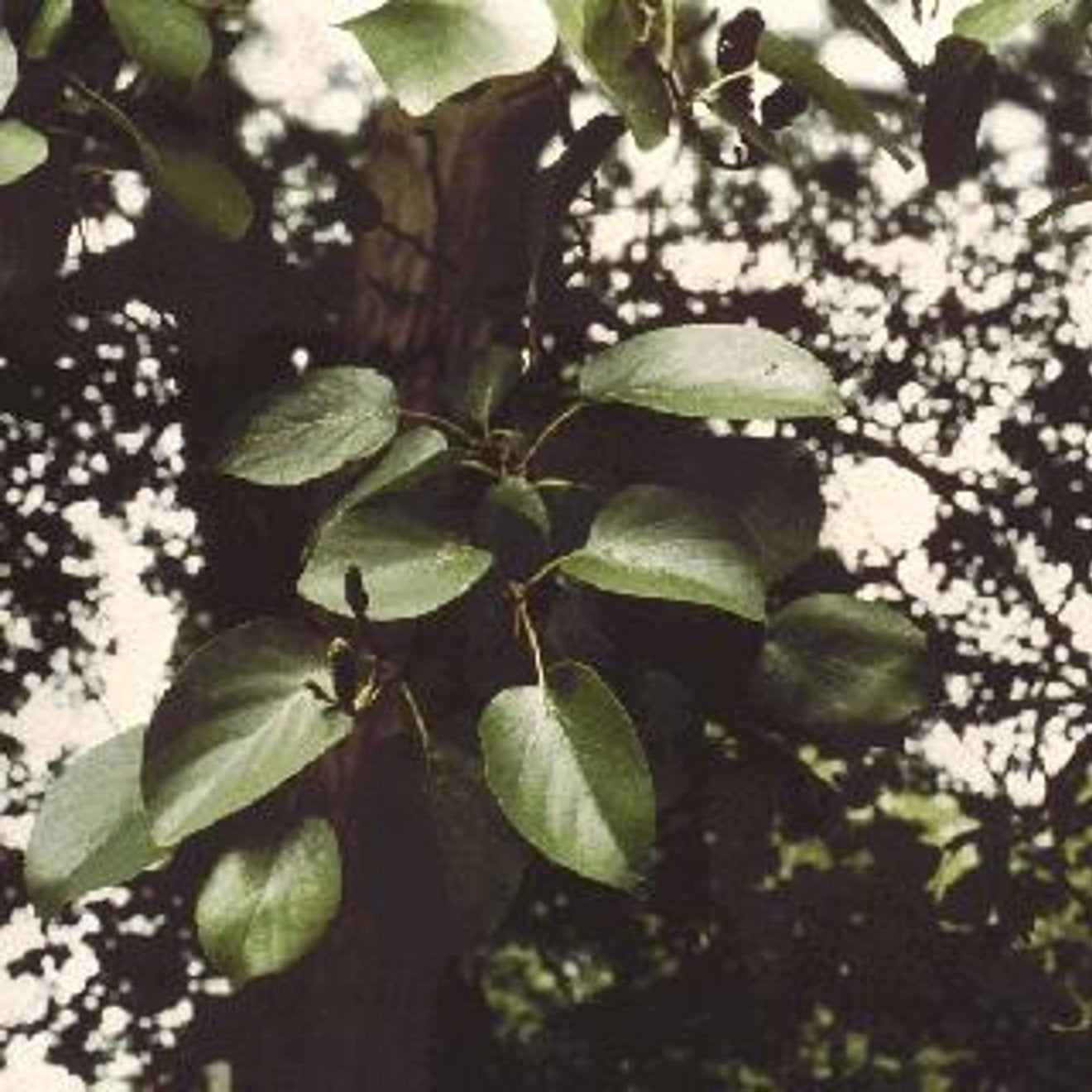 Italiensk al – Alnus cordata - 14/16 RB