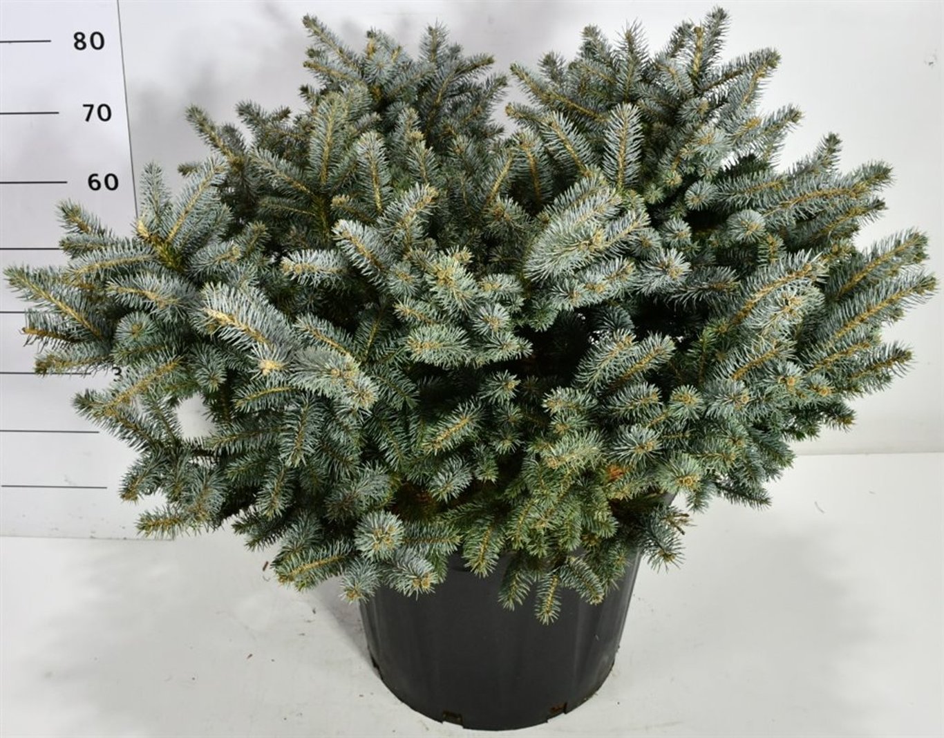 Blågran – Picea pungens &