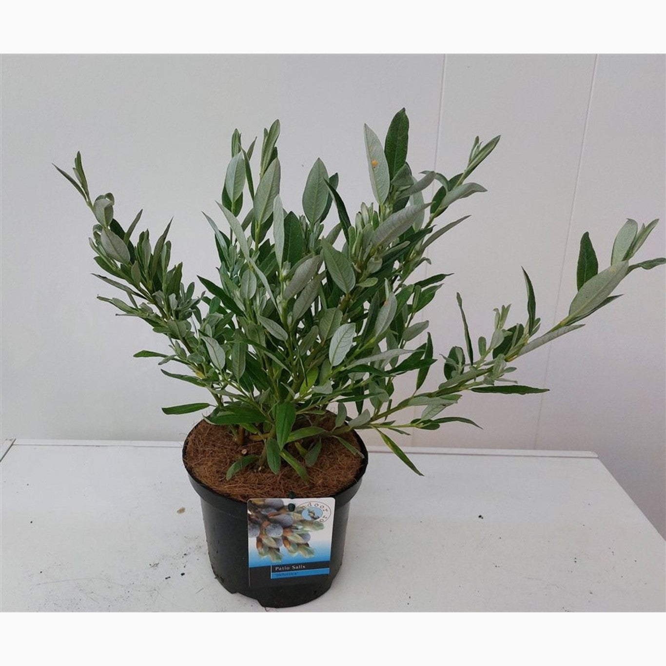 Alpvide – Salix helvetica - C2