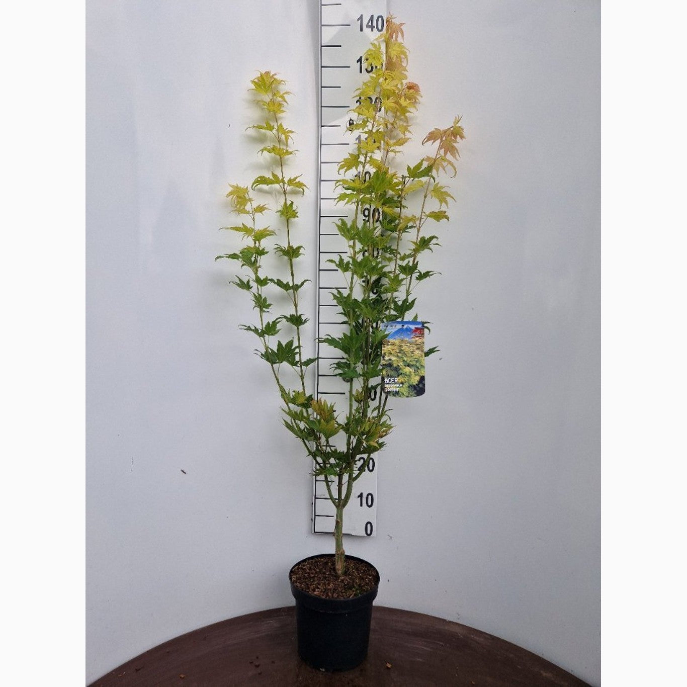 Japansk lönn – Acer shirasawanum 'Jordan' - C5 60-80 CM