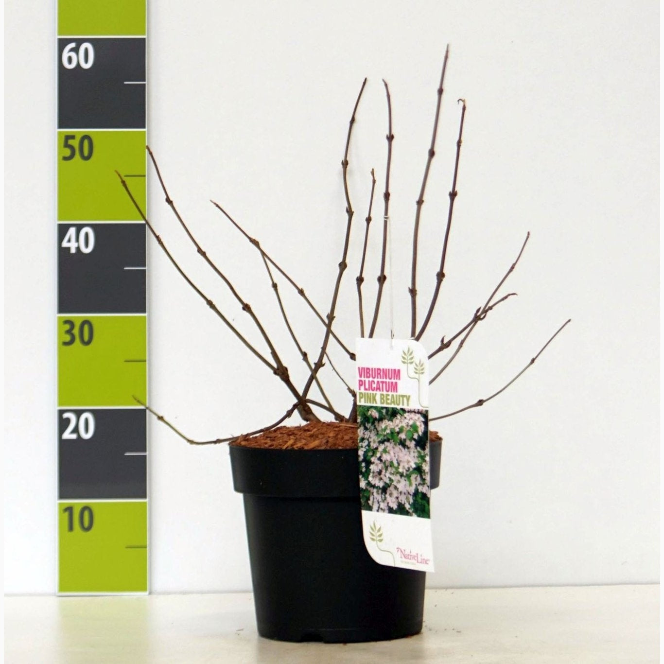 Japanskt olvon – Viburnum plicatum 'Pink Beauty' - C4,6 40-60 CM