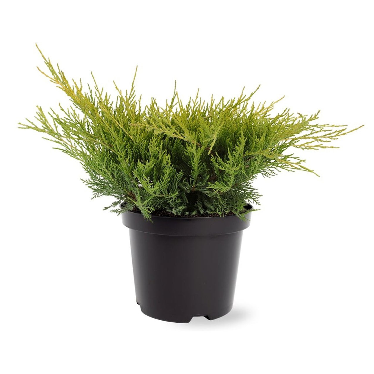 Pfitzer-en – Juniperus pfitzeriana 'Gold Coast' - C3 25-30 CM