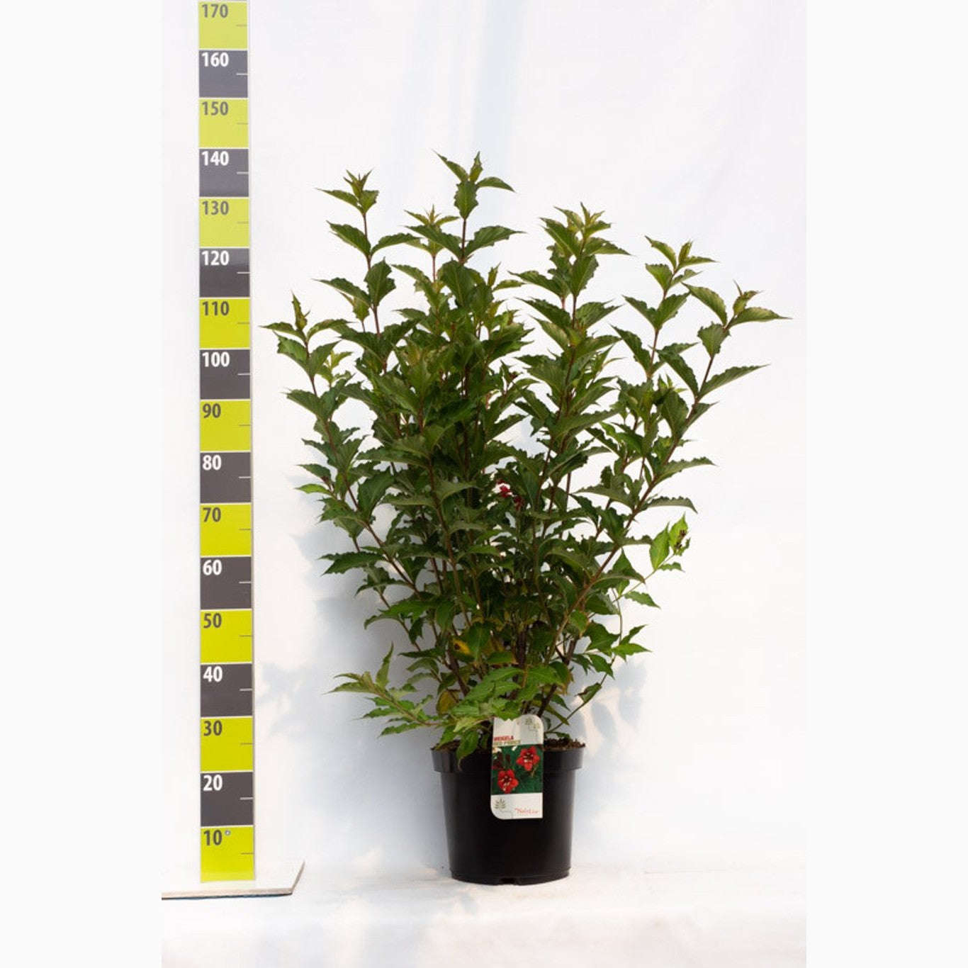 Praktweigela – Weigela 'Red Prince' - C12 100-125 CM