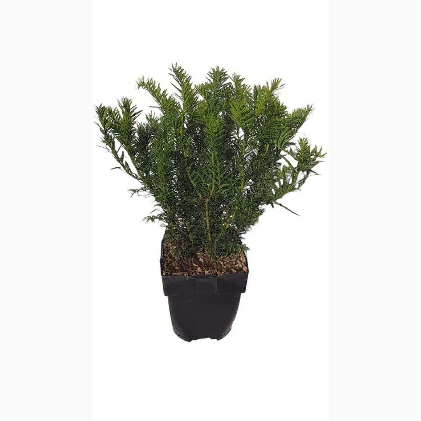 Idegran – Taxus baccata 'Repandens' - C2