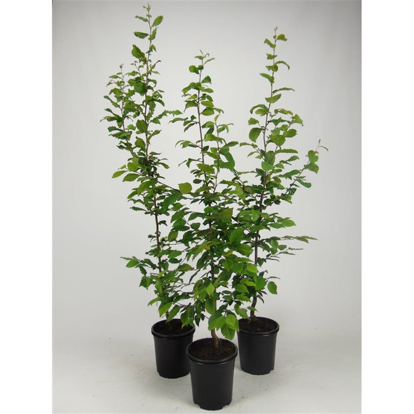 Avenbok – Carpinus betulus - C2.5 100-125 CM