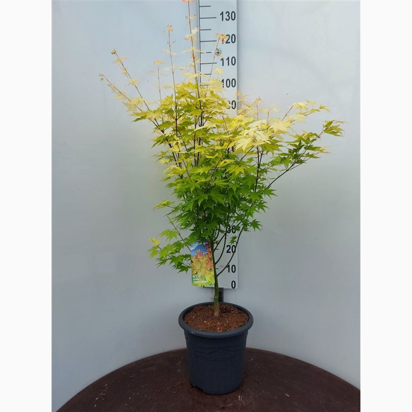 Japansk lönn – Acer pal. 'Orange Dream' - C15 100-125 CM