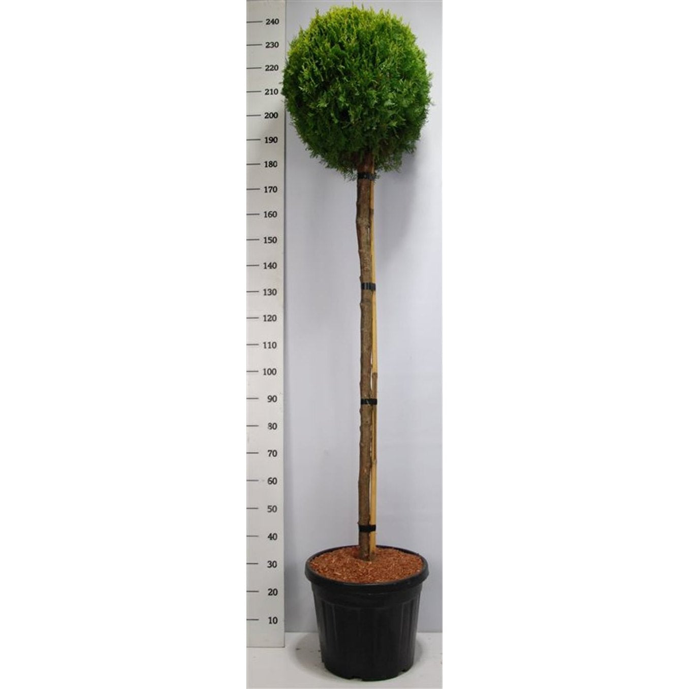 Ädelcypress – Platycladus orientalis 'Aurea Nana' - 150 CM Stem Cont.