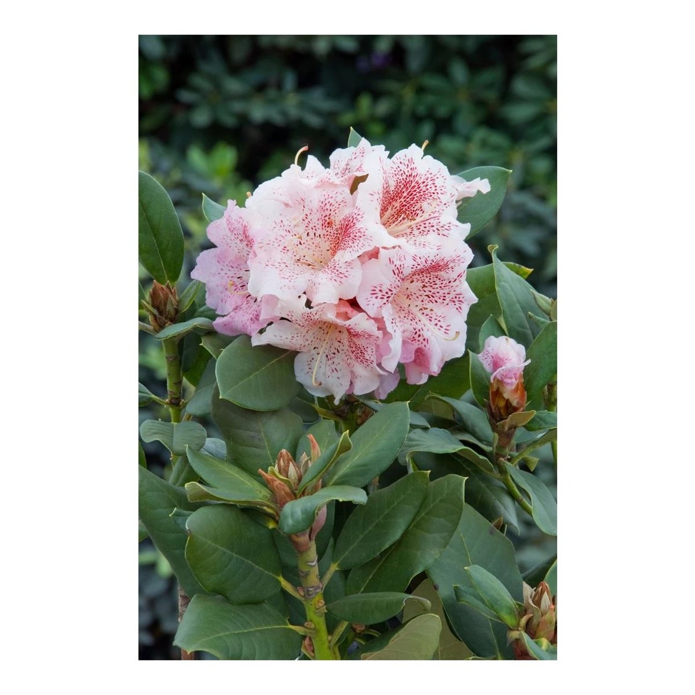 Rhododendron – Rhododendron 'Double Dots' - C5 30-40 CM