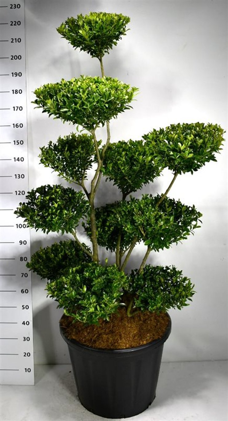 Ilex maximowicziana kanehirae - C110 150-175 cm. Bonsai