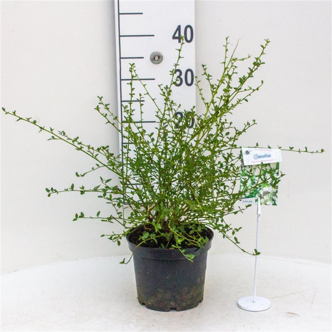 Blå Ceanothus – Ceanothus thyrsiflorus 'Millerton Point' - C3 30-40 CM