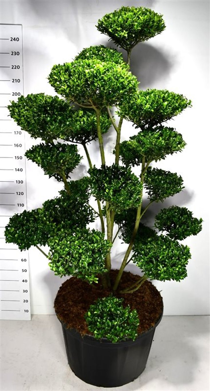 Ilex 'Impala' - C180 175-200 cm. Bonsai