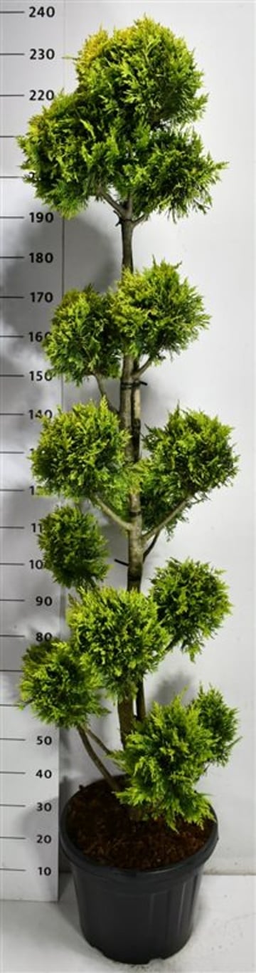 Cypresscypress – Cupressocyparis leylandii &