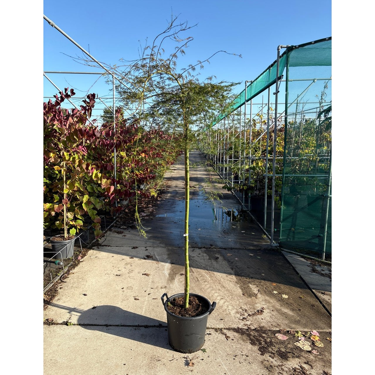 Japansk lönn – Acer pal. 'Emerald Lace' - 150 CM Stem C30