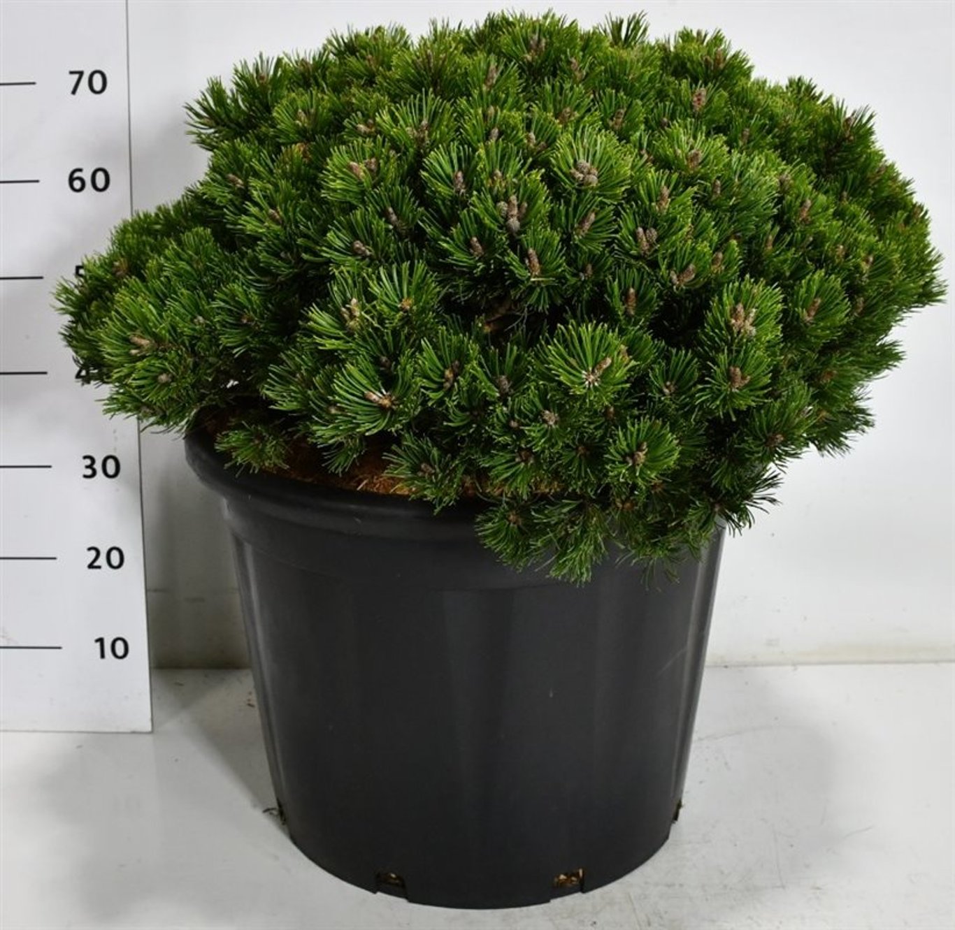 Bergtall – Pinus mugo &