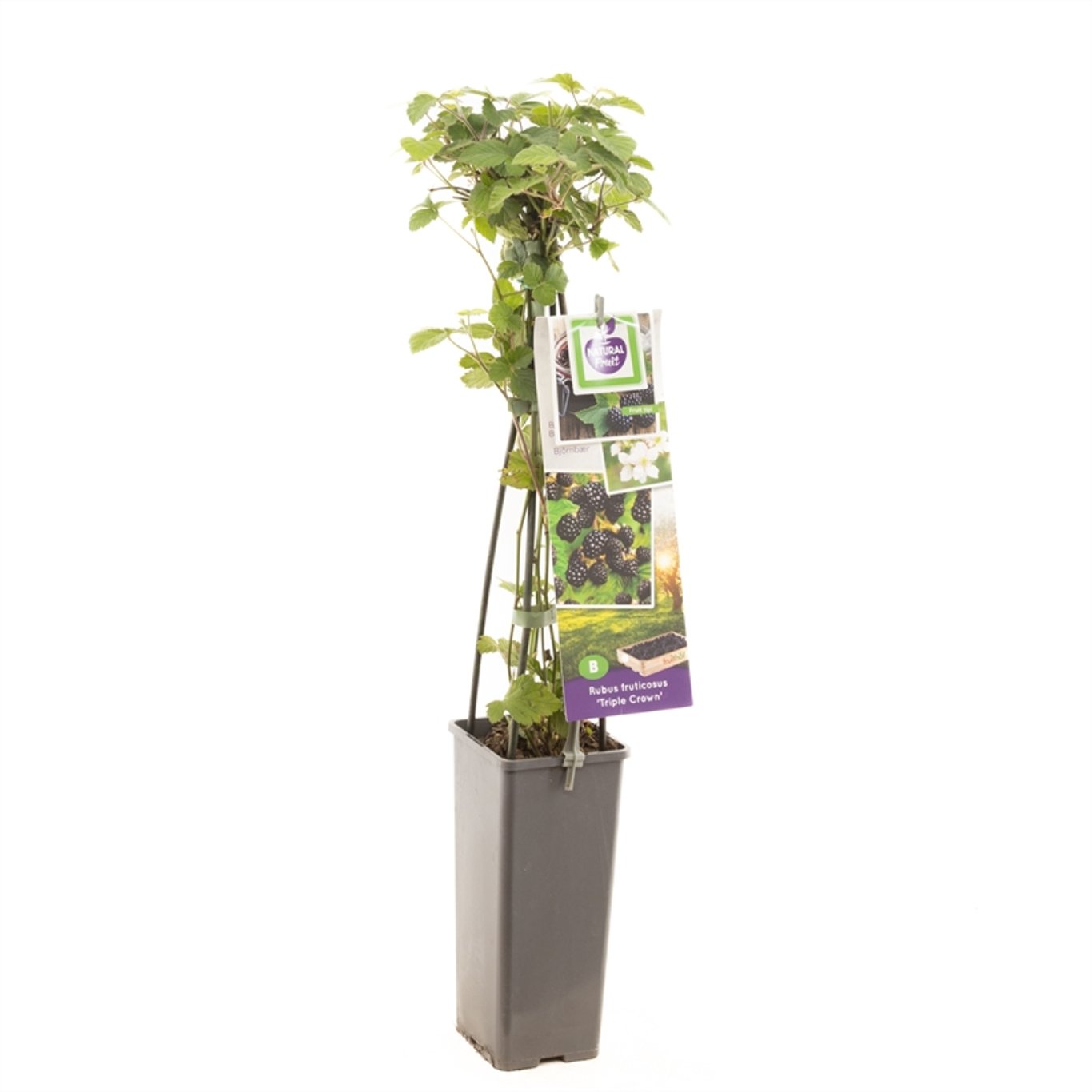 Taggfritt boysenbär – Rubus fruticosus 'Triple Crown' - C2 50-60 CM