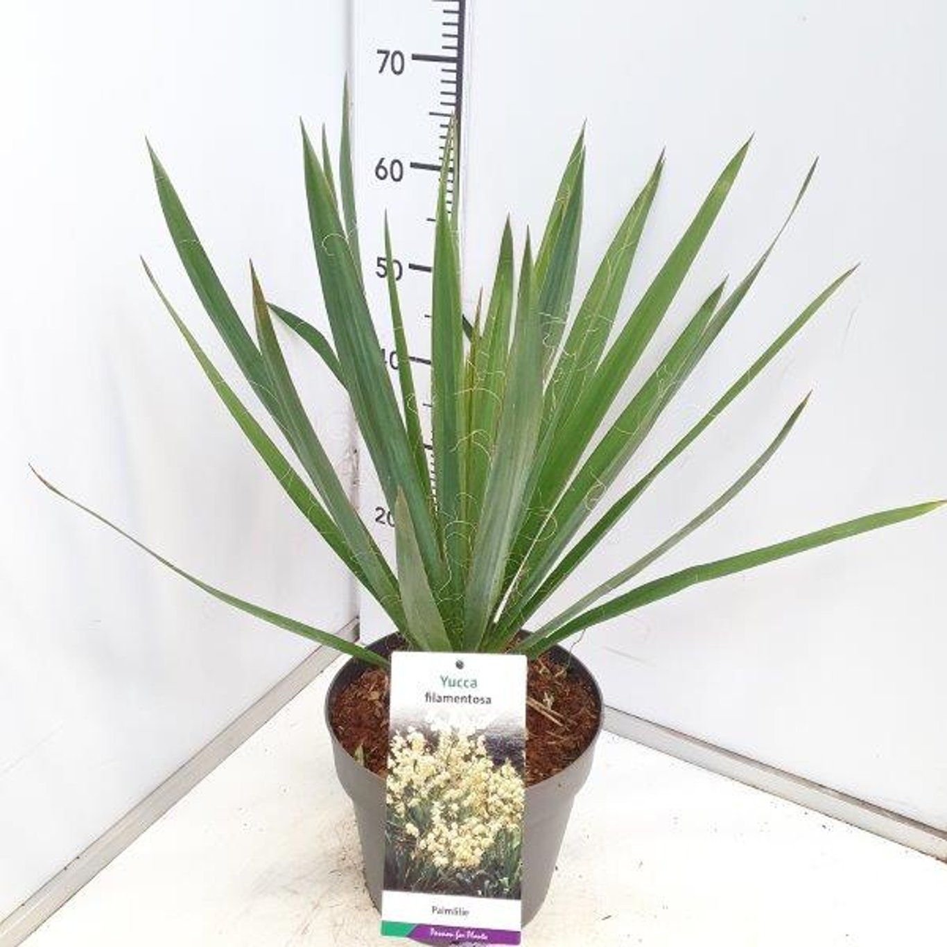 Palmlilja – Yucca filamentosa - C7