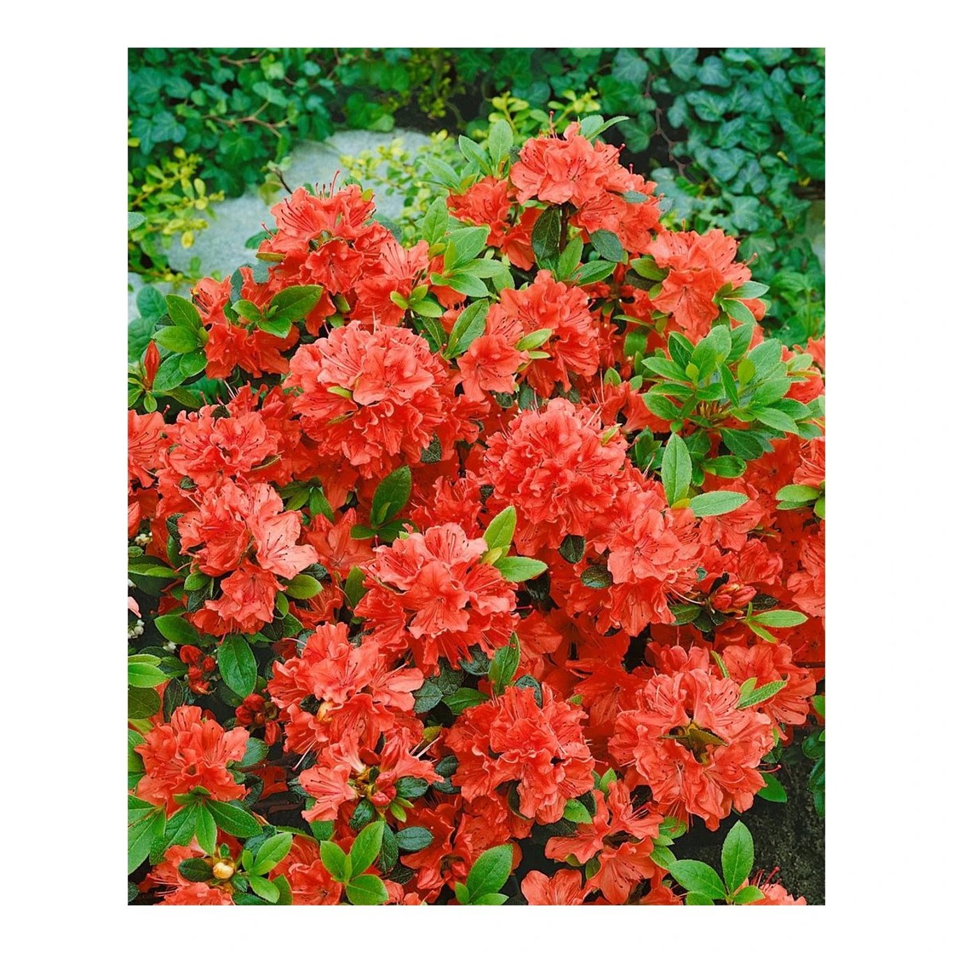 Rhododendron – Rhododendron (AJ); 'Geisha Orange' - C2 15-20 CM